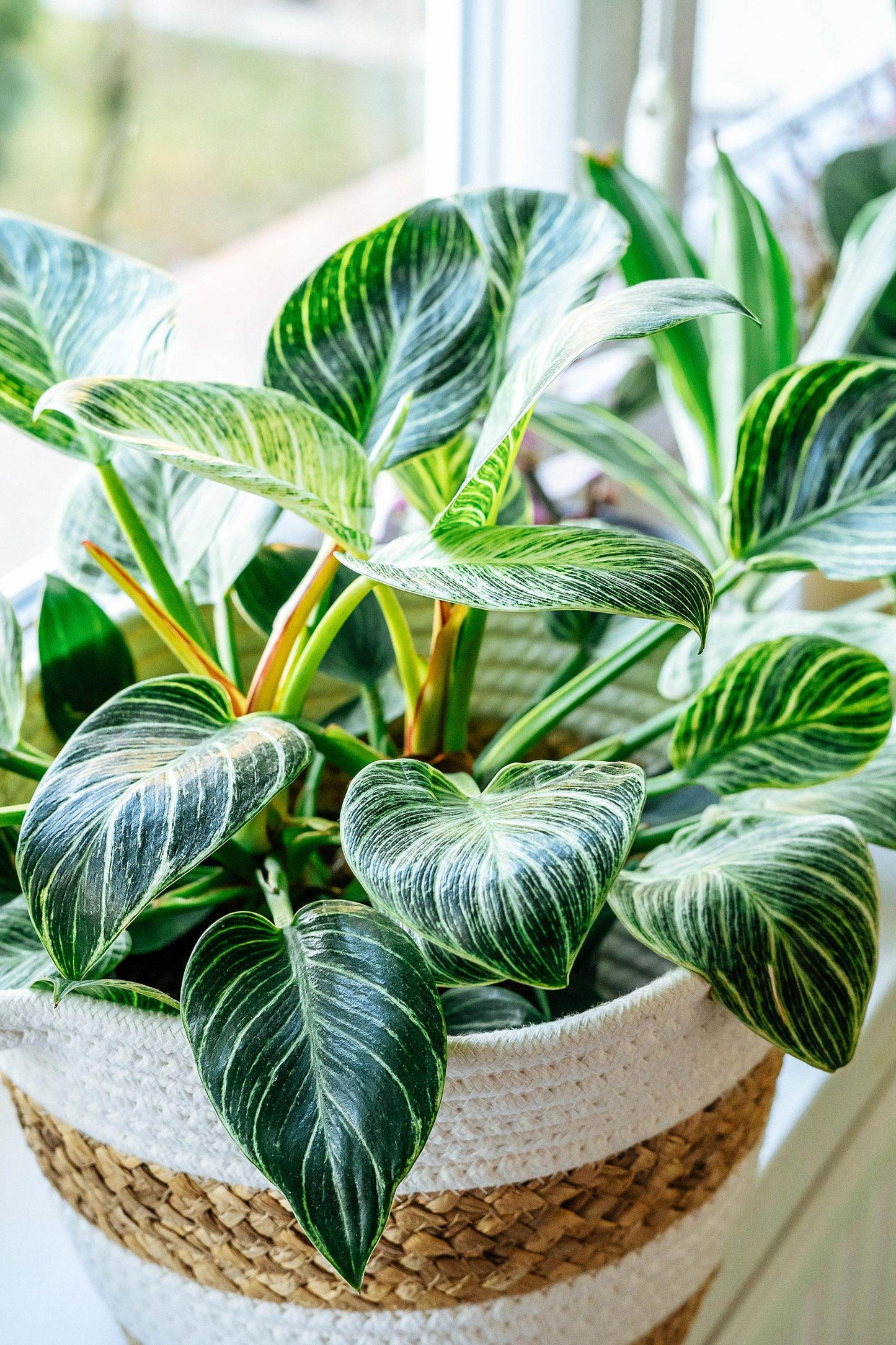 Philodendron Birkin - View 9 from www redcrocus com