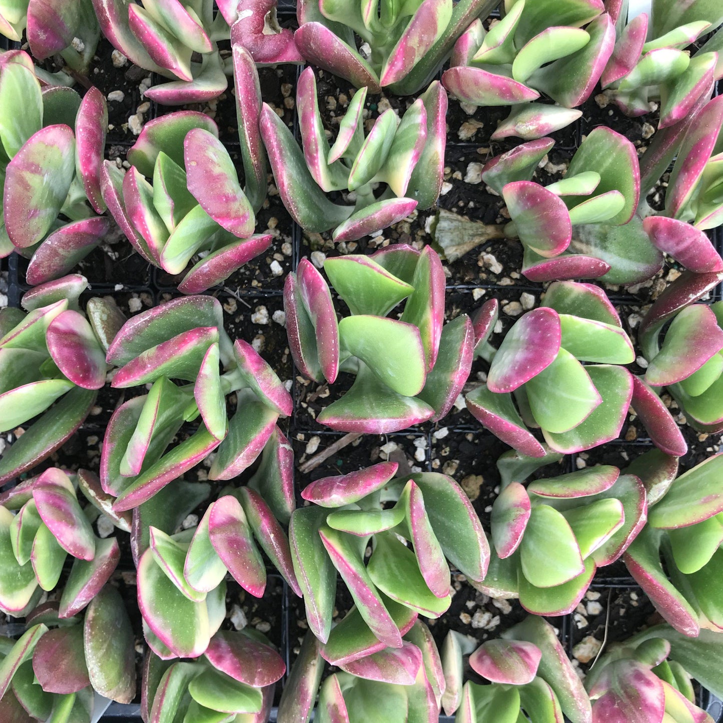 Bc Succulent Crassula Ovata Variegata - View 9 from www redcrocus com