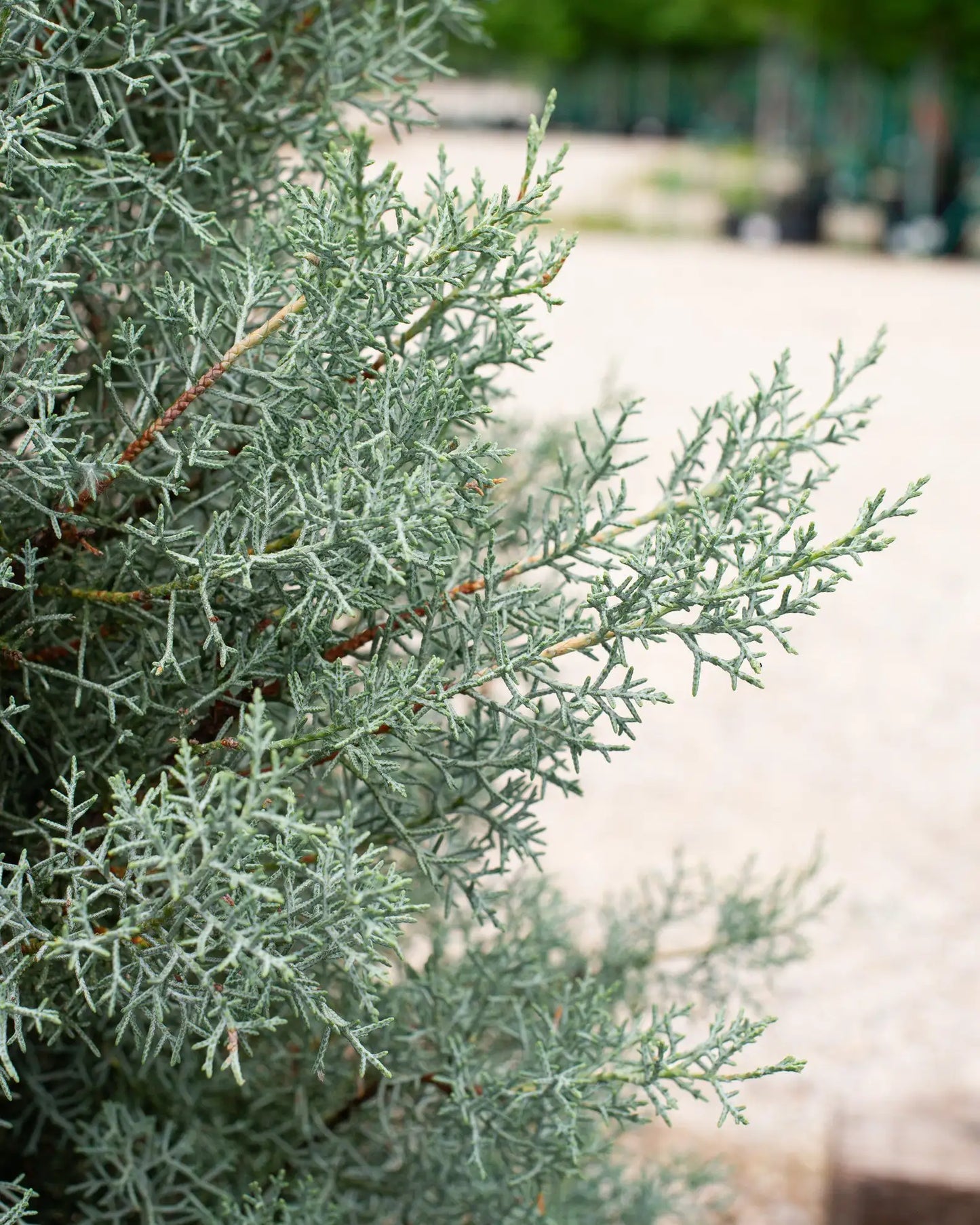 RedCrocus Blue Ice Arizona Cypress Live Plant - Cupressus arizonica 'Blue Ice' Evergreen Conifer, Silvery-Blue Foliage, Drought & Heat Tolerant 5 Gallon Nursery Pot