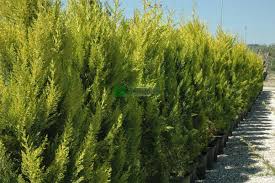 RedCrocus Cupressus 'Gold Rider' Monterey Cypress Live Plant - Golden Evergreen for Screens, Hedges & Coastal Gardens, Fast-Growing, Aromatic, Year-Round Color 5 Gallon Nursery Pot