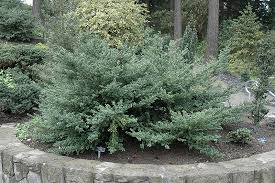RedCrocus Ilex Crenata 'Convexa' Japanese Holly Live Plant, Evergreen Shrub for Hedges & Borders, Dense Rounded Habit, Sun/Part Shade 1 Gallon Nursery Pot