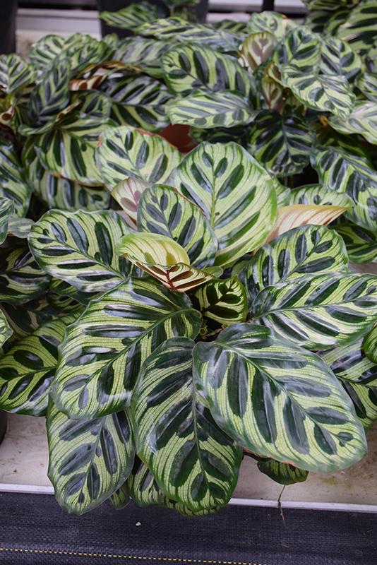 Calathea Makoyana - View 9 from www redcrocus com