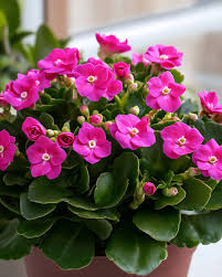 RedCrocus Kalanchoe Candy Kane Variegated- Compact Succulent with Variegated Fleshy Leaves & Vibrant Red-Orange Flowers- Ideal for Indoor & Outdoor Gardens 6"
