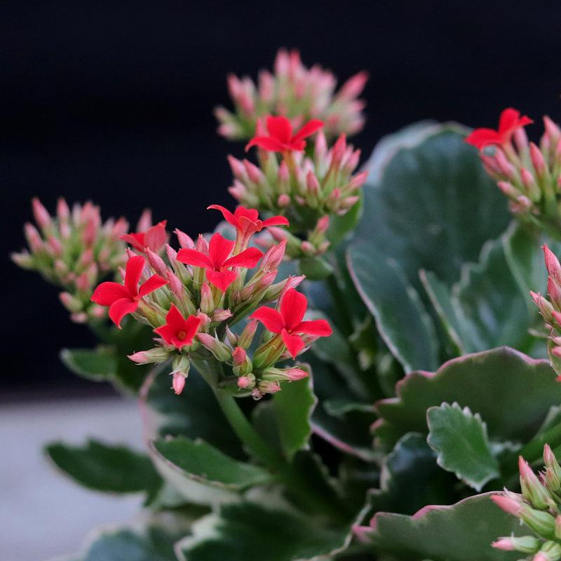 A78 Kalanchoe Candy Kane Variegated - View 8 from www redcrocus com