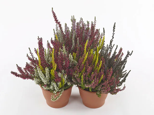 Ba0 Calluna Vulgaris Skyline Trio Calluna Heather - View 9 from www redcrocus com
