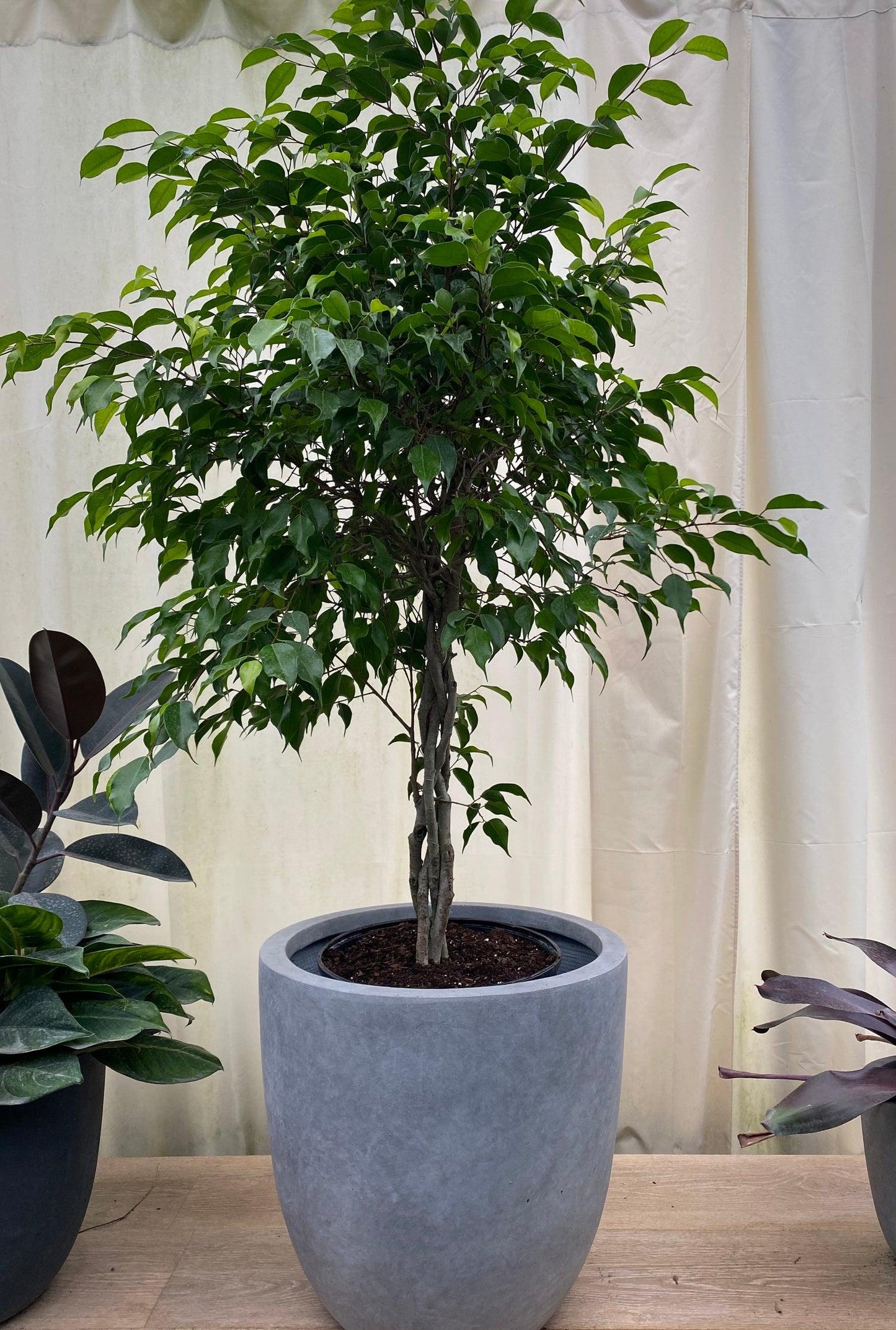 C4c Ficus Braided Topiary Green Lady - View 4 from www redcrocus com
