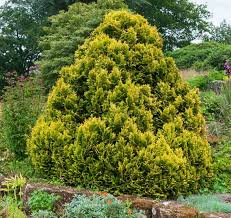 RedCrocus Chamaecyparis lawsoniana Golden Surprise Live Evergreen Conifer for Hedges, Privacy Screens, Containers & Mixed Borders 1 Gallon Nursery Pot