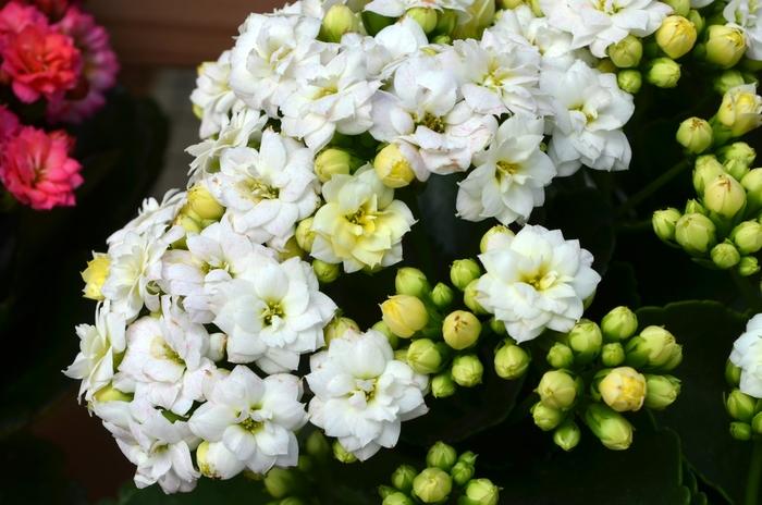 E46 Kalanchoe Calandiva White - View 7 from www redcrocus com