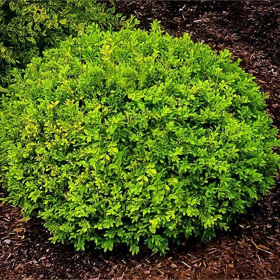 E66 Buxus Baby Gem Ball - View 9 from www redcrocus com