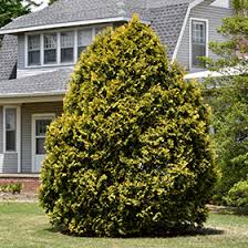 RedCrocus Thuja Yellow Ribbon Arborvitae Live Plant - Golden Columnar Evergreen for Hedges & Foundations, Cold-Hardy, Low Maintenance 2 Gallon Nursery Pot