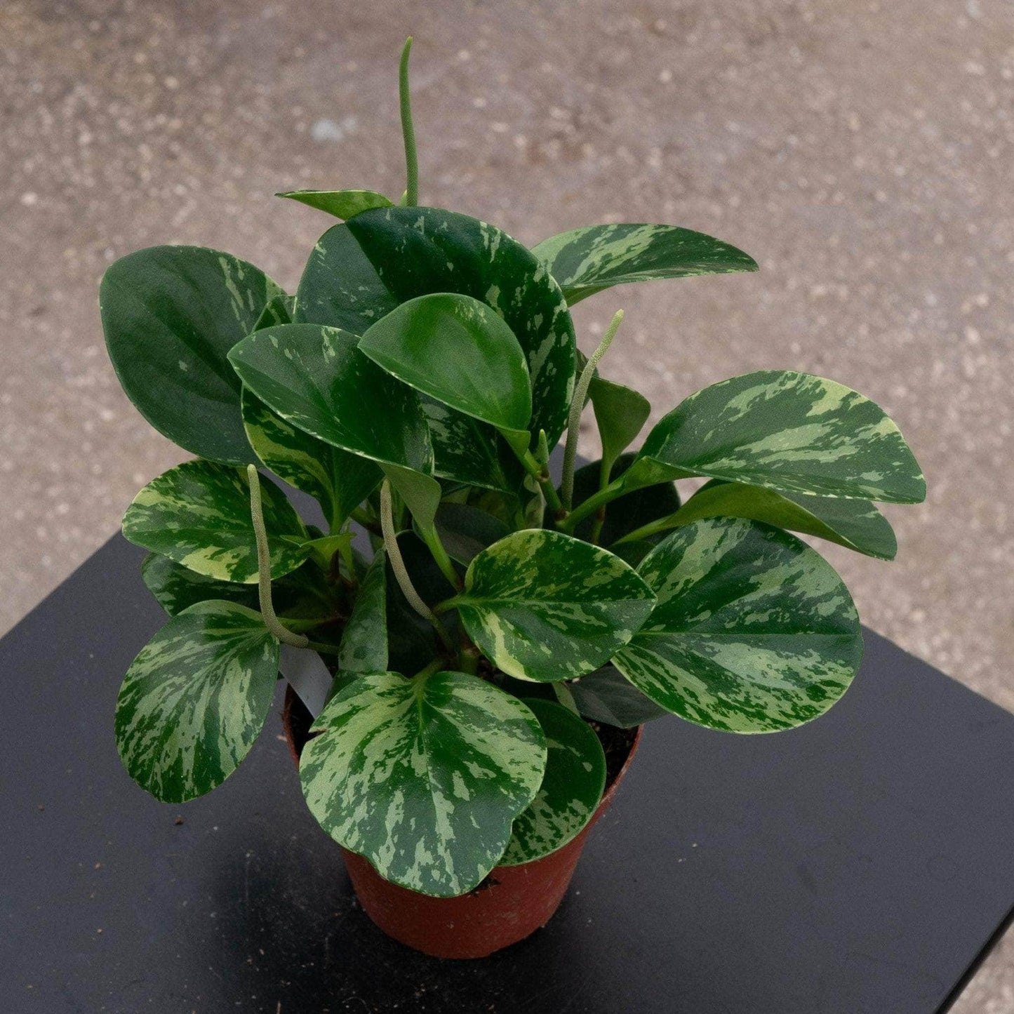 Fc3 Peperomia Marble - View 9 from www redcrocus com