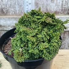 RedCrocus Chamaecyparis obtusa 'Kosteri Fast Form' Hinoki Cypress - Narrow Columnar Evergreen Live Plant, Dense Fan Foliage, Low Maintenance for Small Spaces 6 Gallon Nursery Pot
