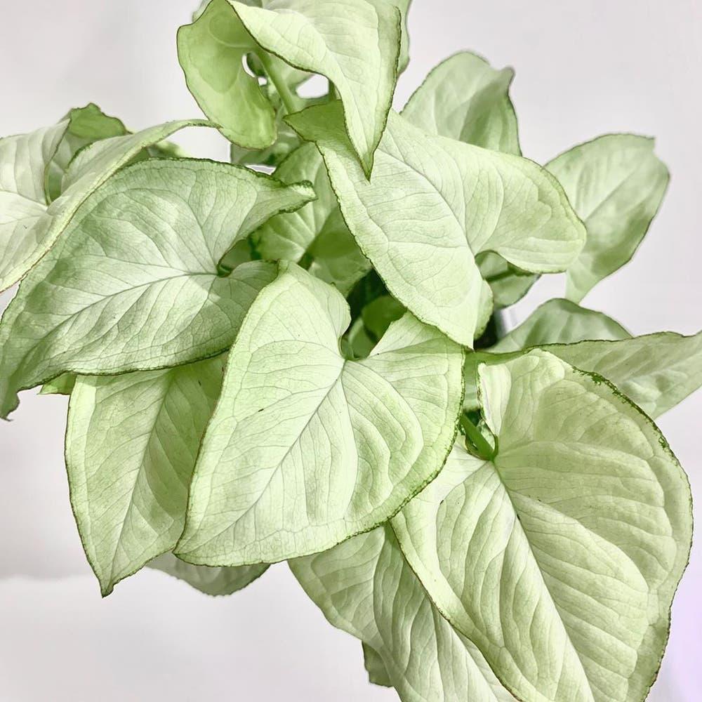 Syngonium Arrowhead Holly White - View 9 from www redcrocus com