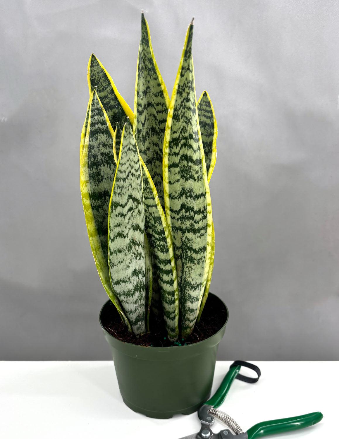 Sanseveria Laurentii - View 9 from www redcrocus com