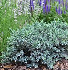 RedCrocus Blue Star Juniper - Juniperus squamata 'Blue Star' Live Plant, Dwarf Evergreen Conifer Shrub for Full Sun, Silver-Blue Foliage, Rock Garden or Container, Cold Hardy (Zones 4-8) 1 Quart Pot