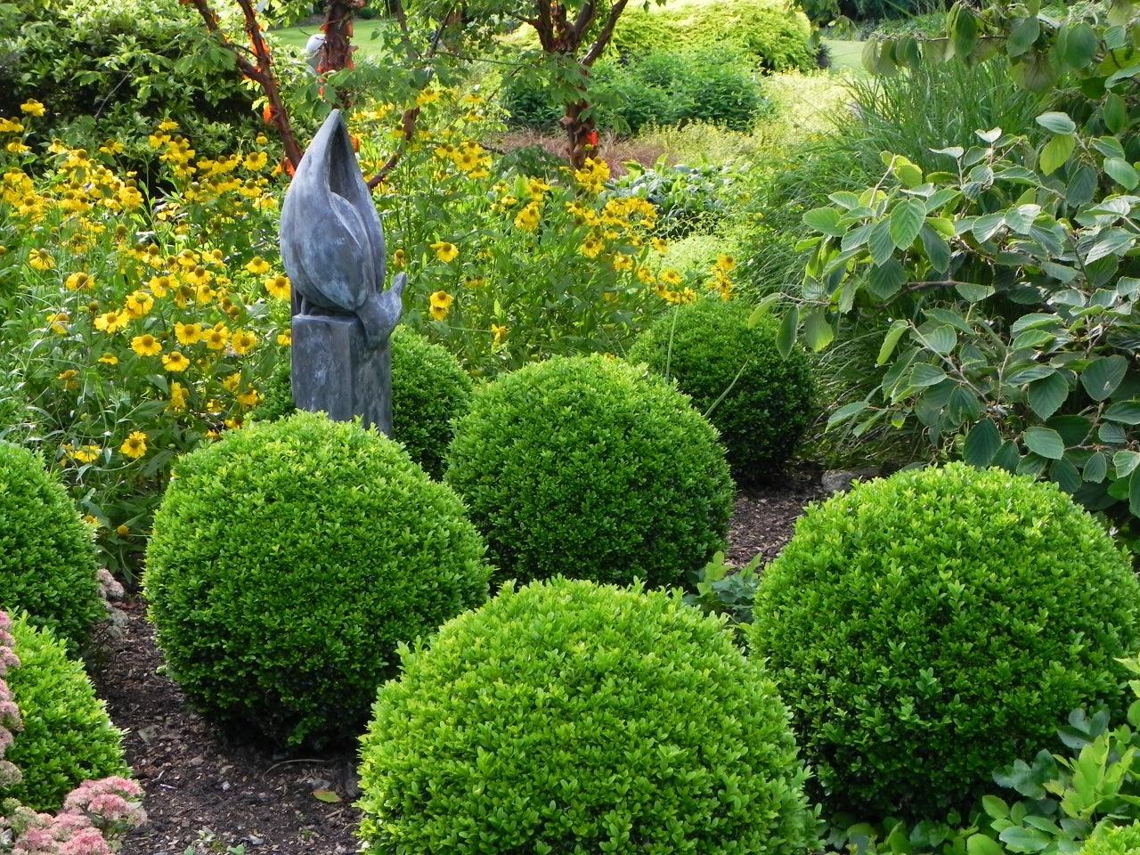 Buxus Faulkner Ball - View 9 from www redcrocus com