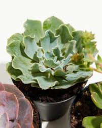 RedCrocus Echeveria Assorted Succulents- Drought Tolerant, Perfect for Containers & Rock Gardens 4" Pot (Pack of 2)