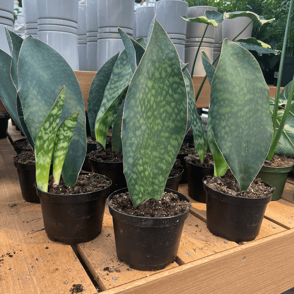 Bcc Sanseveria Whales Fin Green - View 9 from www redcrocus com