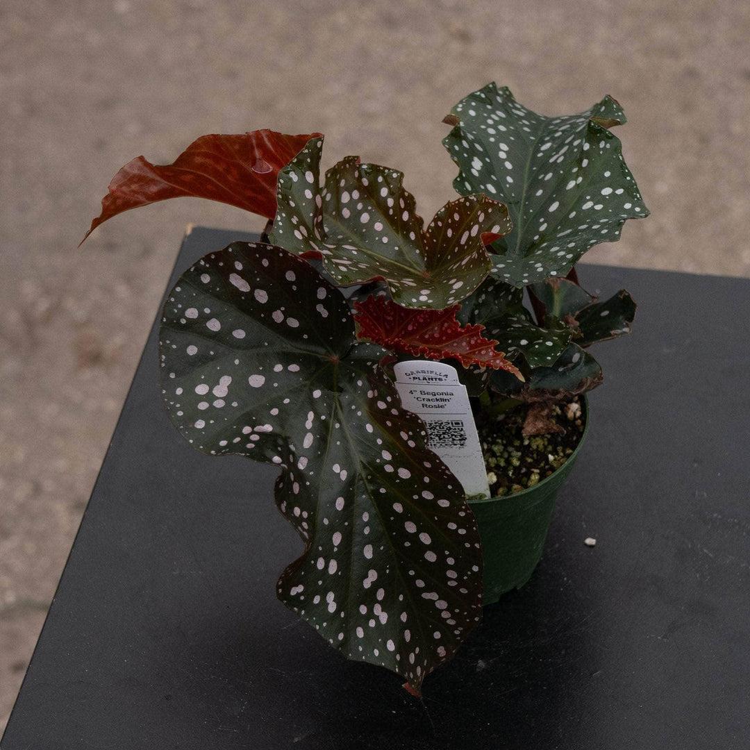 Ae Begonia Rex Crackling Rosie - View 9 from www redcrocus com
