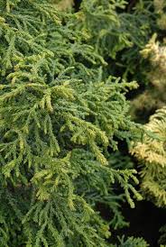 RedCrocus Hinoki Cypress 'Torulosa' (Chamaecyparis obtusa) Live Evergreen Plant, Contorted Glossy Foliage, Narrow Pyramidal Specimen for Borders, Foundations, or Screening 1 Gallon Nursery Pot