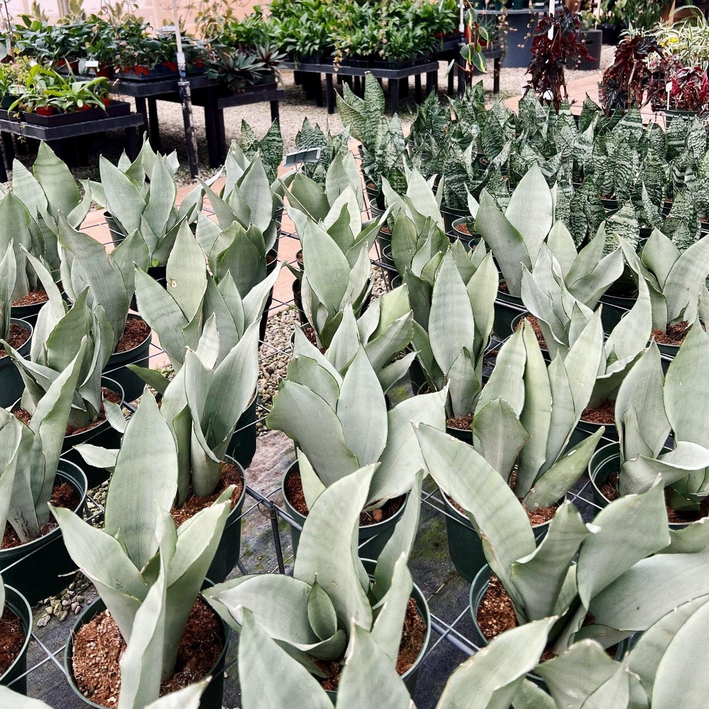 Ba9 Sanseveria Moonshine - View 8 from www redcrocus com