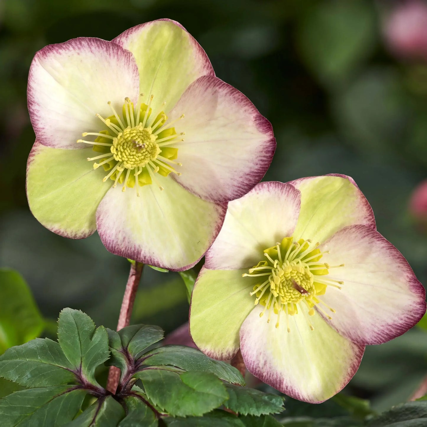 B Helleborus Ice N Roses Rose - View 8 from www redcrocus com