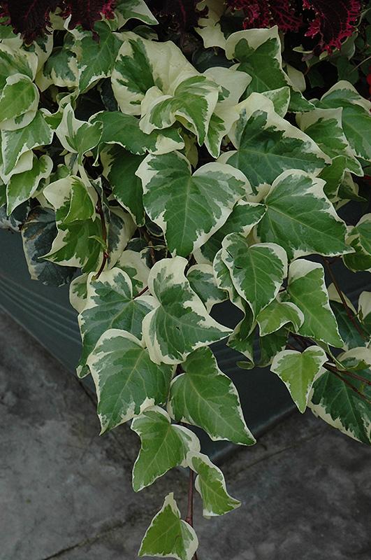 Ivy Algerian Marengo Variegated - View 3 from www redcrocus com