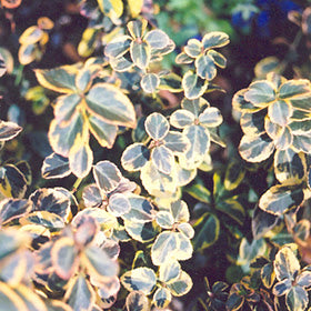 RedCrocus Euonymus 'Canadale Gold' Variegated Evergreen Shrub Live Plant, Compact, Year-Round Color, Sun/Part Shade, Zones 5-9 5 Gallon Nursery Pot