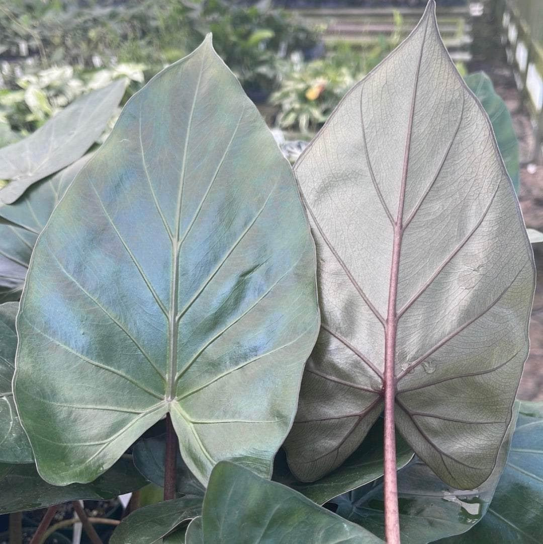 E Alocasia Metal Head - View 9 from www redcrocus com