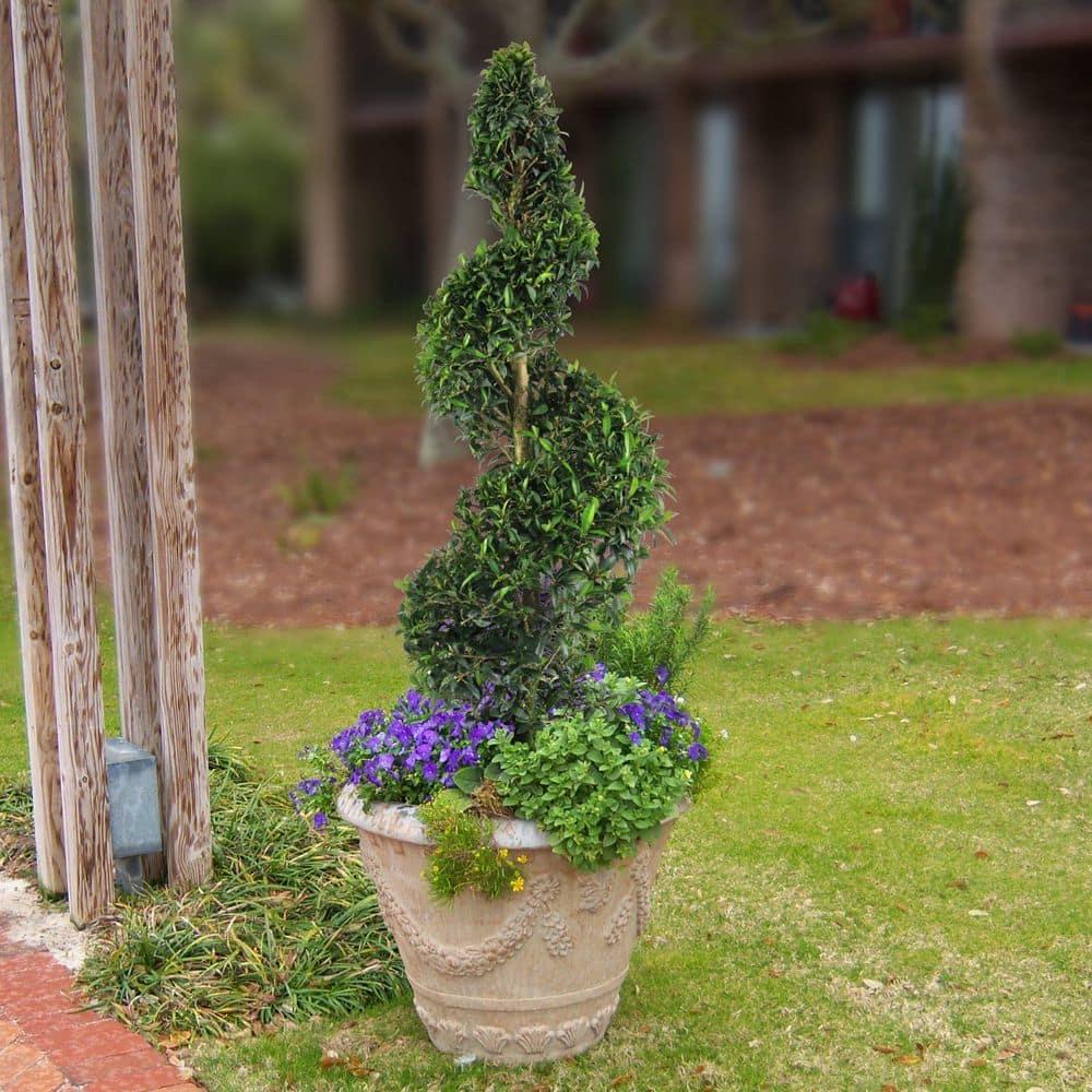 Eugenia Spiral Spiral Topiary - View 7 from www redcrocus com