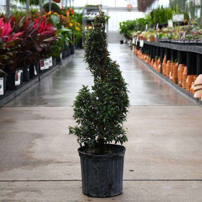 Eugenia Spiral Spiral Topiary - View 9 from www redcrocus com