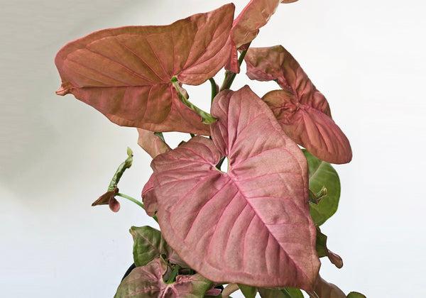 A Syngonium Arrowhead Neon Pink - View 8 from www redcrocus com