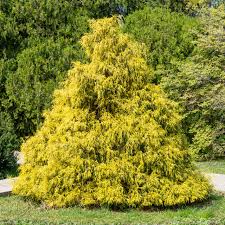 RedCrocus Gold Mop False Cypress Live Plant - Chamaecyparis pisifera 'Gold Mop' Threadleaf Evergreen Shrub, Golden Foliage, Low Maintenance Landscape 1 Gallon Nursery Pot