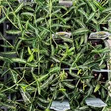 RedCrocus Euonymus 'Wolong Ghost' Live Plant – Evergreen Cascading Groundcover, Shade Tolerant, Deer Resistant, Silvery Veining, Pots, Edging, Zones 5–9 1 Gallon Nursery Pot