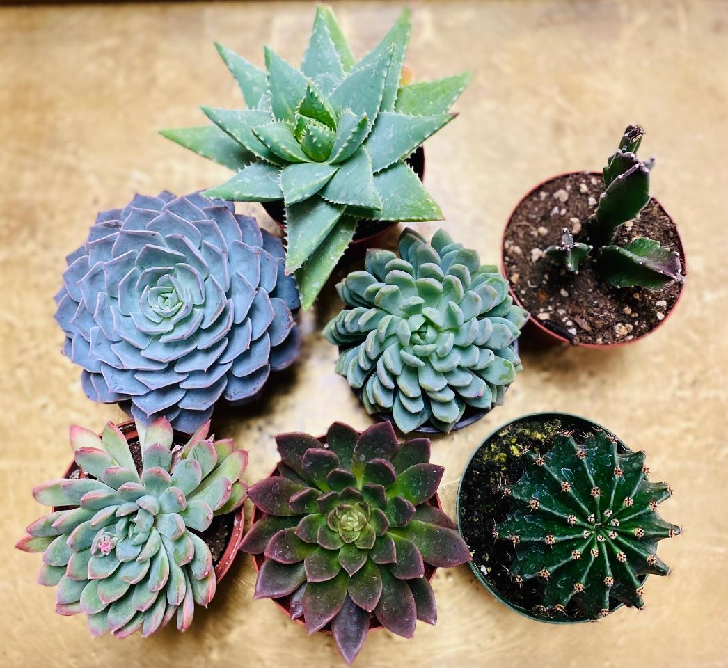 Succulent Echeveria Assorted - View 9 from www redcrocus com