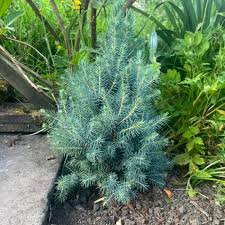 RedCrocus Picea 'Sanders Blue' Blue Spruce — Compact Evergreen Conifer for Containers, Rock Gardens & Sunny Borders; Deer-Resistant, Bird-Friendly, Live Plant 1 Gallon Nursery Pot