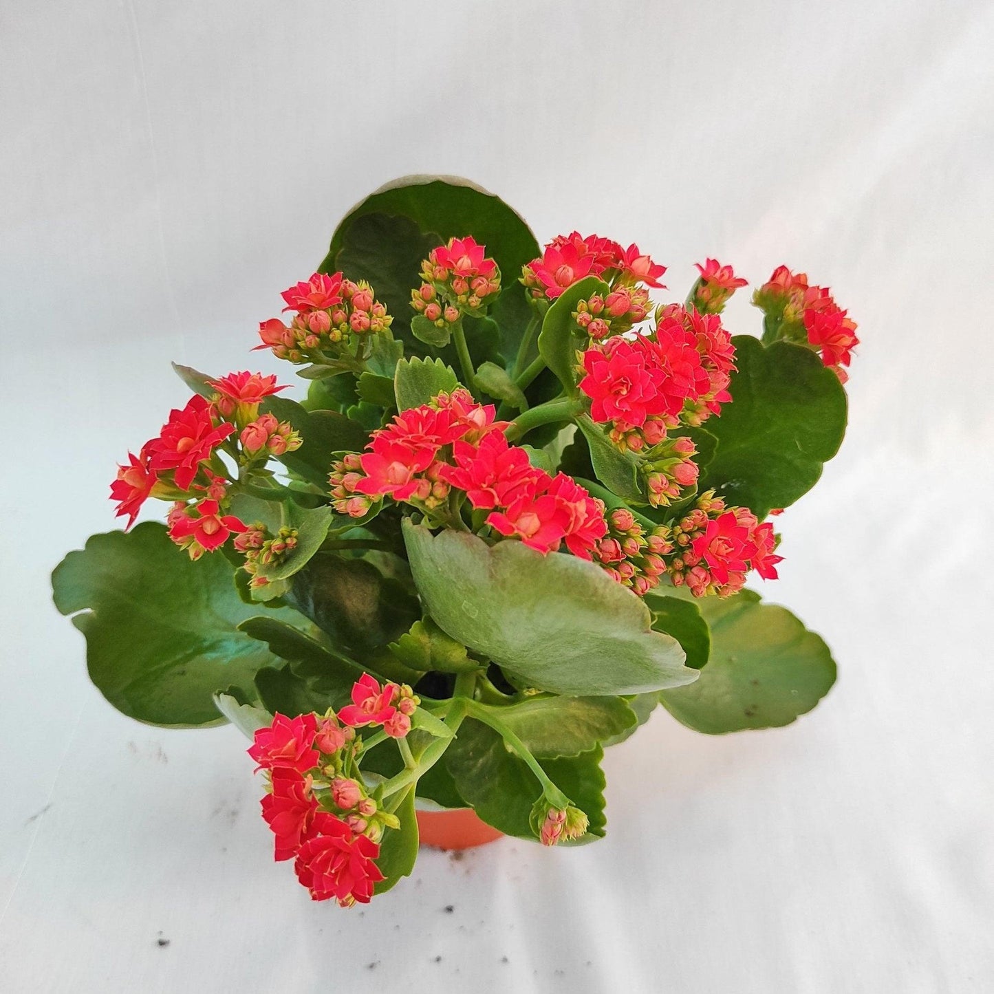 F5 Kalanchoe Calandiva Red - View 8 from www redcrocus com