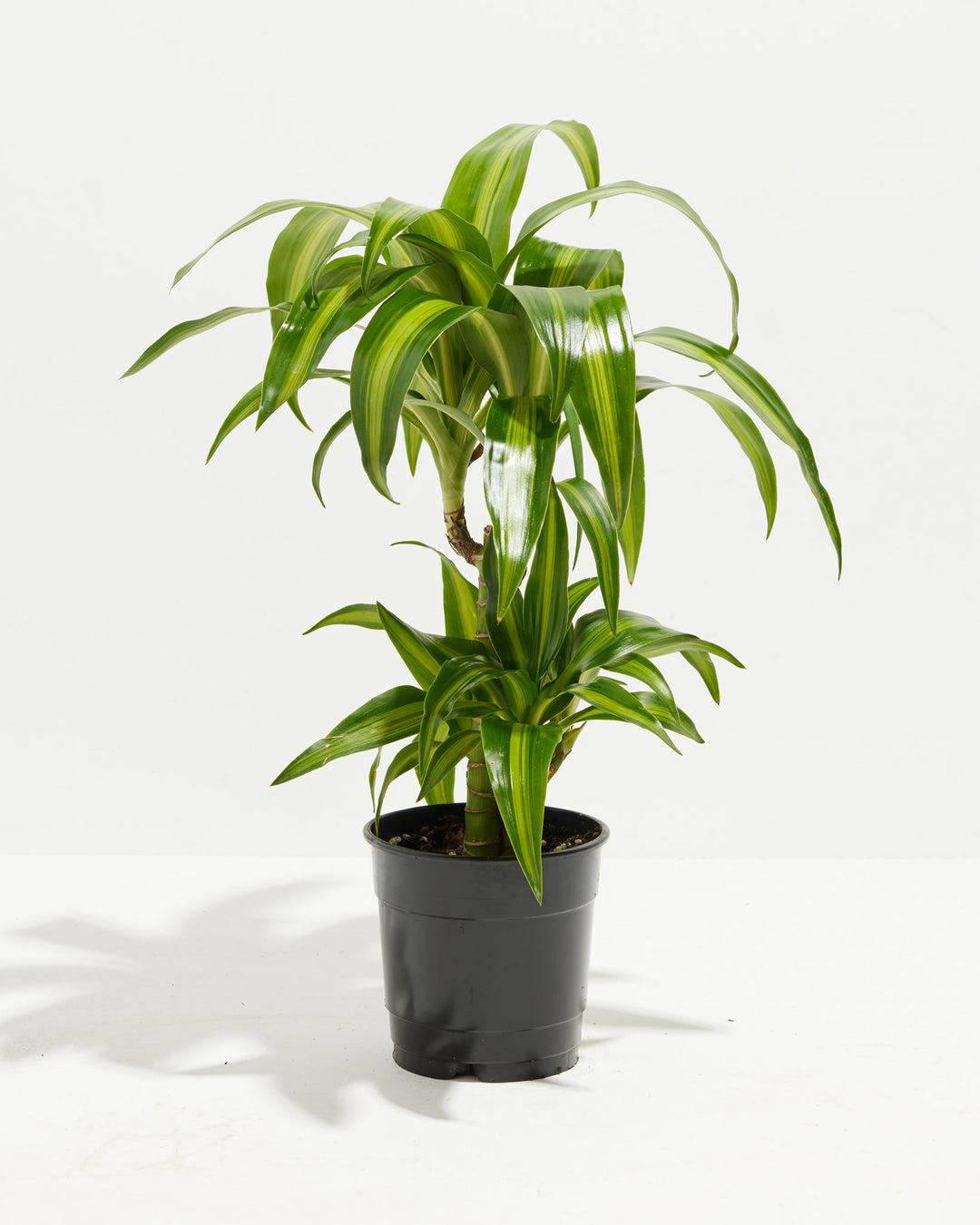 Berbaaf Dracaena Hawaiin Sunshine - View 9 from www redcrocus com