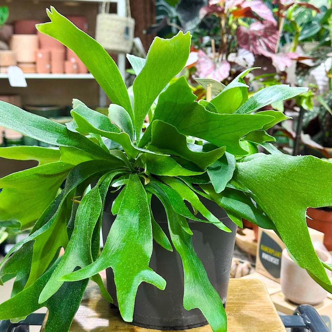 RedCrocus Staghorn Fern- Indoor Tropical Epiphyte for Wall Mounting & Decor, Low Maintenance Fern with Unique Fronds 4" Pot (Pack of 2)