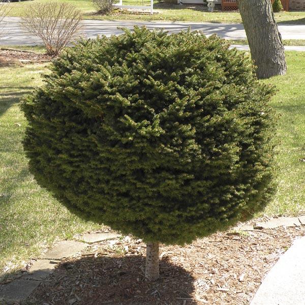 F Picea O Nana Topiary Standard Topiary - View 9 from www redcrocus com