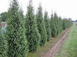RedCrocus Picea Cupressiana Columnar Spruce Live Plant, Narrow Evergreen Tree for Privacy Screens & Vertical Accents, Cold Hardy Zones 3-7 1 Gallon Nursery Pot