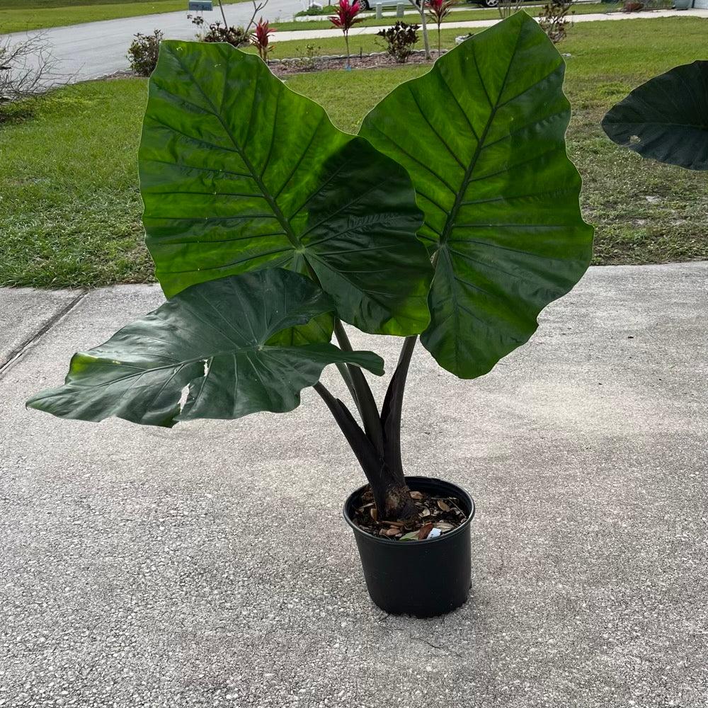 Alocasia Dark Star - View 9 from www redcrocus com