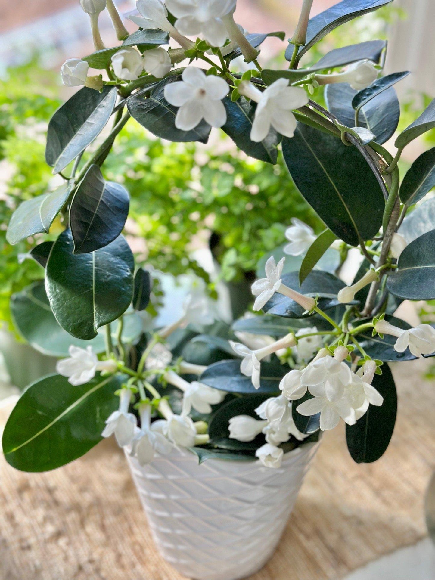 A6 Stephanotis Hoop Hoop Trellis - View 9 from www redcrocus com