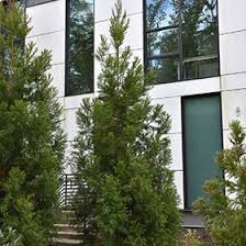 RedCrocus Yoshino Japanese Cedar (Cryptomeria japonica 'Yoshino') Live Tree - Fast-Growing Evergreen Conifer for Privacy Screens, Deer Resistant, Full Sun, USDA Zones 5-9 5 Gallon Nursery Pot