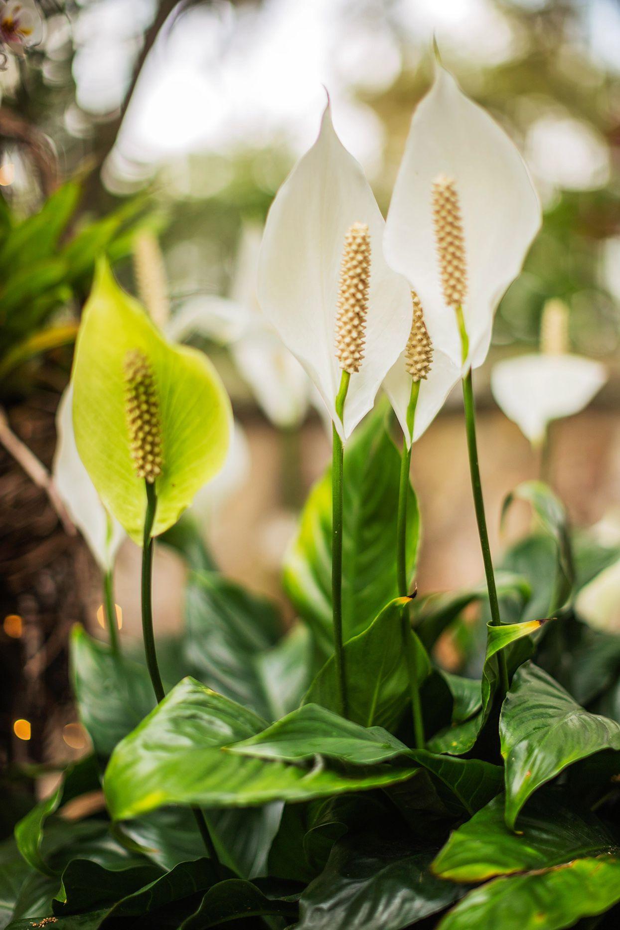D Spathiphyllum Peace Lily - View 9 from www redcrocus com