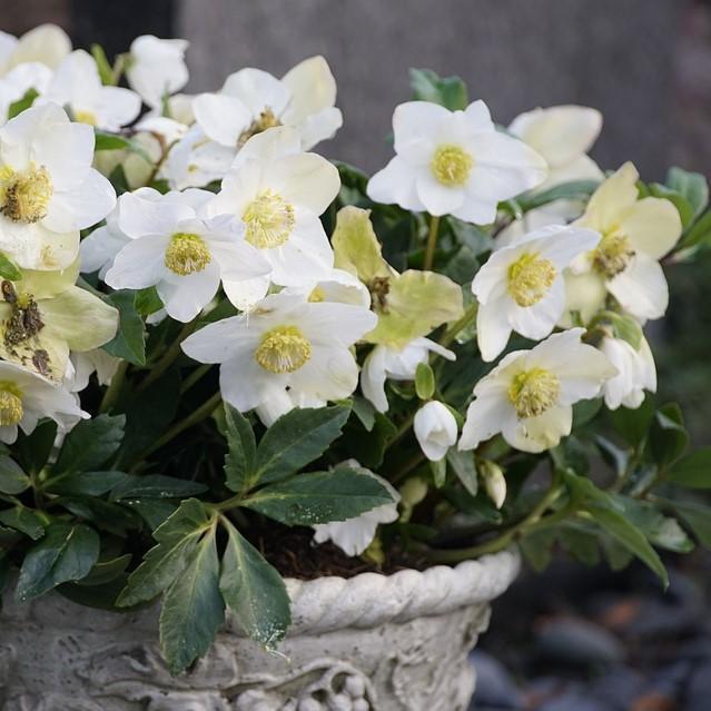 Helleborus Jacob White Christmas Rose - View 9 from www redcrocus com