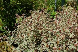 RedCrocus Ugni 'Flambeau' Variegated Chilean Guava Live Plant – Evergreen Shrub, Edible Berries, Patio/Container, Pollinator Friendly 2 Gallon Nursery Pot
