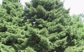 RedCrocus Picea purpurea Purple Spruce Live Plant — Evergreen Conifer with Purple Cones, Full Sun, Deer Resistant, Zones 4–7 6 Gallon Nursery Pot