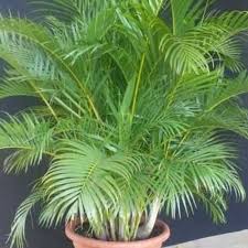 RedCrocus Neanthabella Palm - Indoor & Outdoor Tropical Plant, Pet & Deer Resistant, Evergreen Foliage, Easy Care, 10 ft Tall 4" Pot (Pack of 2)