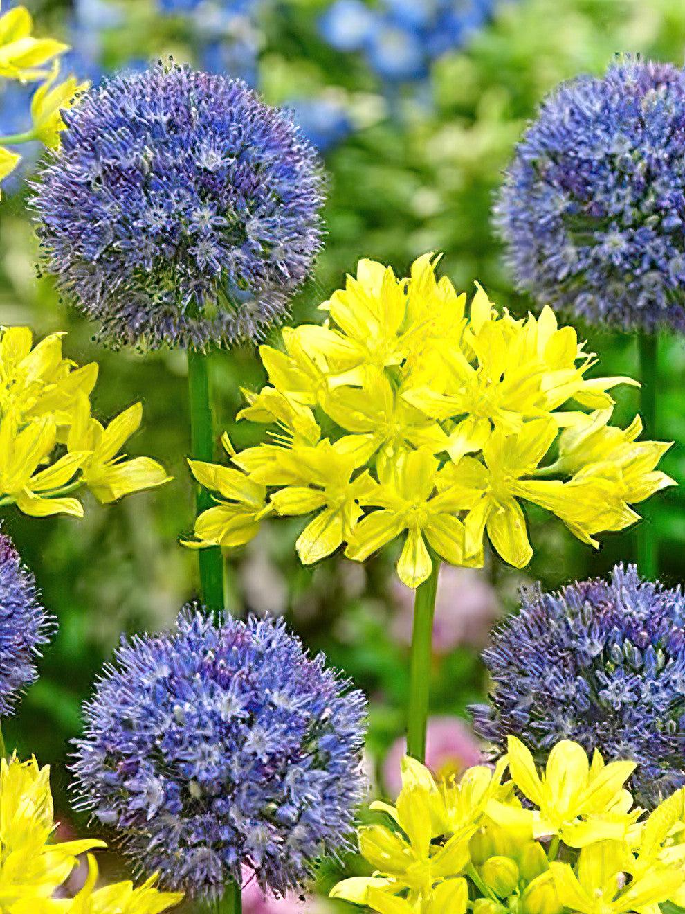 Allium 'azureum' - View 10 from www redcrocus com